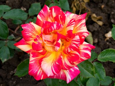 Floribunda flowers red photo