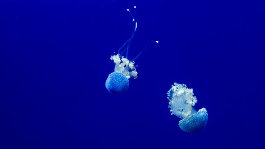 Swimming underwater water photo