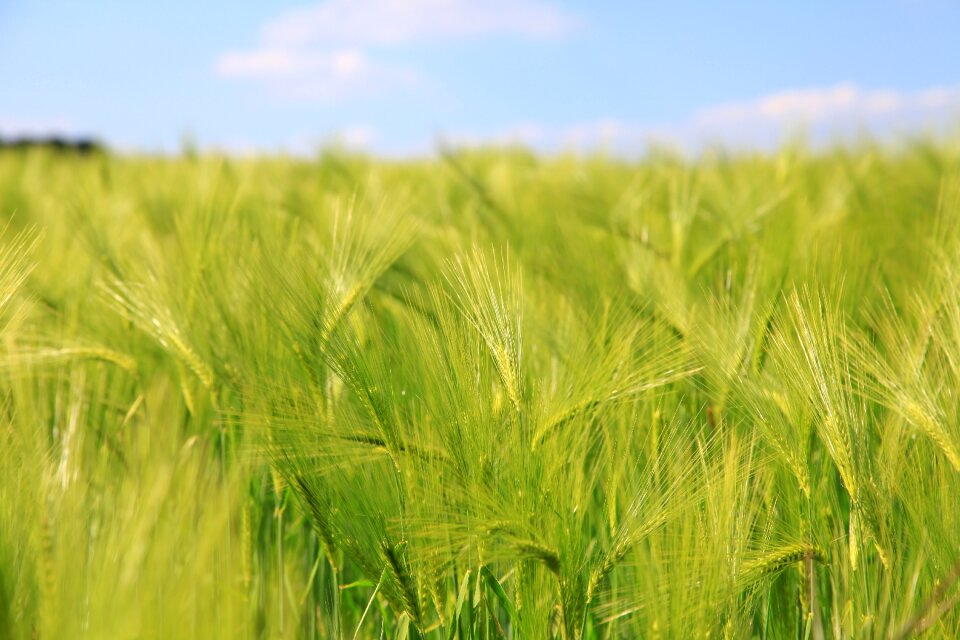 Cereals fields wheat photo