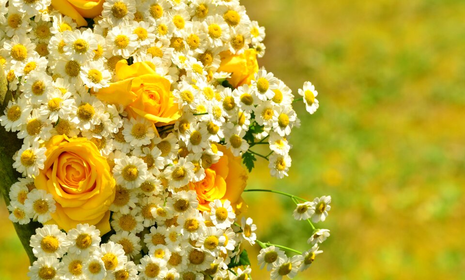 Daisies yellow flowers floral greeting
