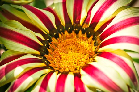 Plant blossom bloom
