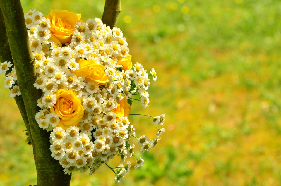 Daisies yellow flowers floral greeting