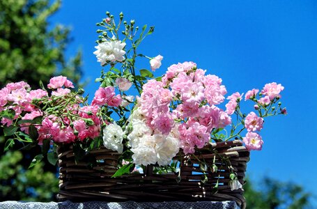 Bloom pink white rose basket photo