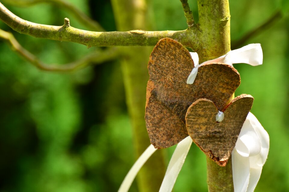 Tree wedding valentine's day