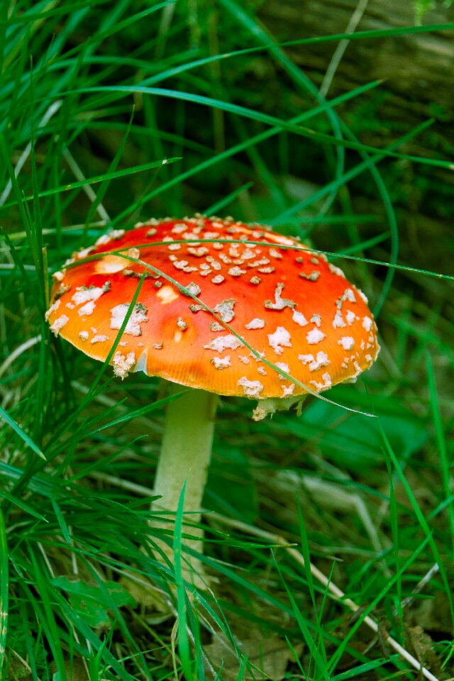 Grass toxic poisonous mushrooms