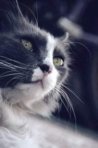 Mustache longhair cat cat white gray