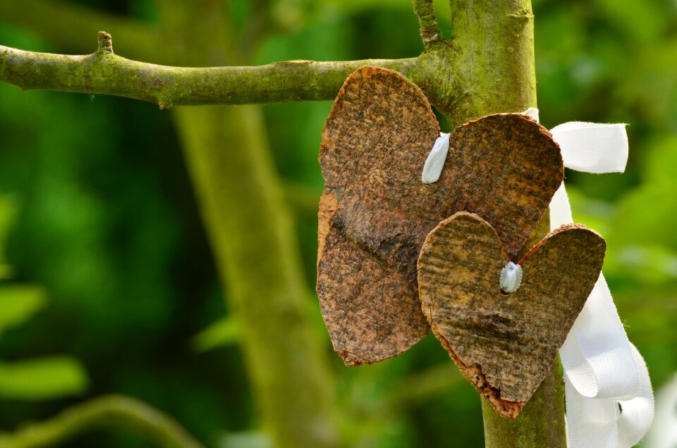 Tree wedding valentine's day
