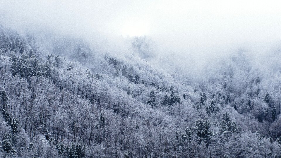 Winter trees fog photo