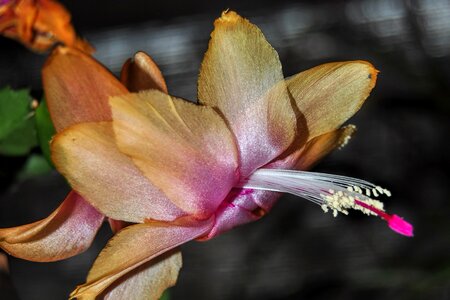 Weihnachtskaktus flourished close up photo