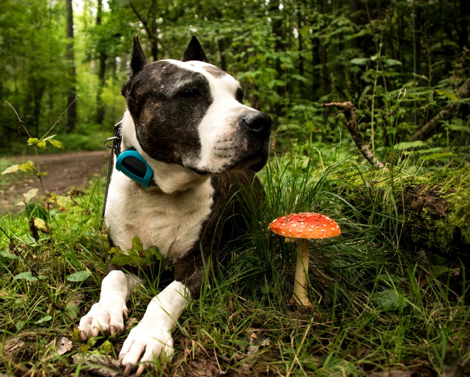 View man's best friend pet