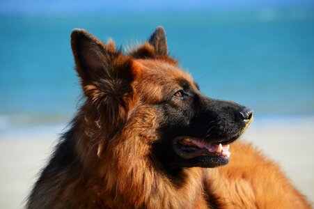 Canine german shepherd long hair