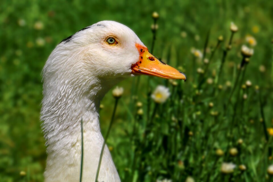 Goose beak animal world nature