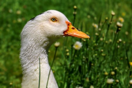 Goose beak animal world nature photo