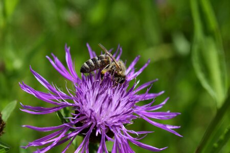Had knapweed collect blossom