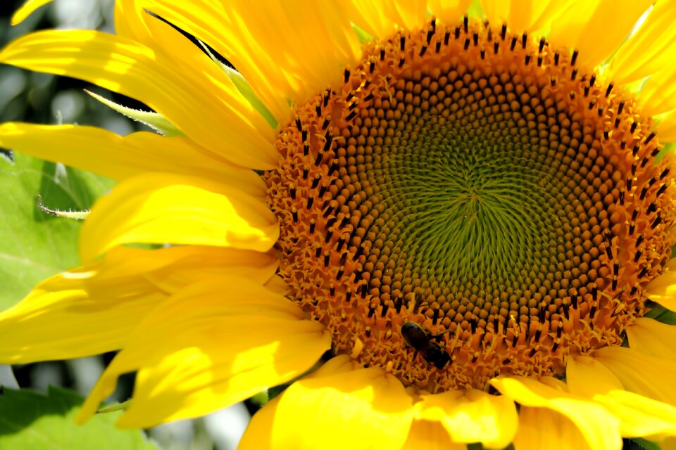 Bee close up yellow flower photo