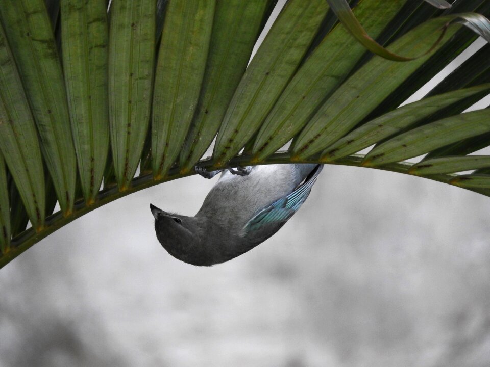 Tightrope walker bird upside down tanager