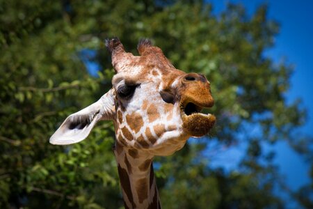 Headphones fauna long neck