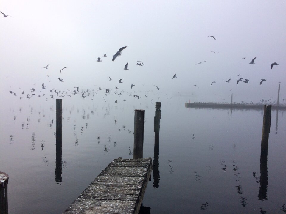 Florida seagulls lake