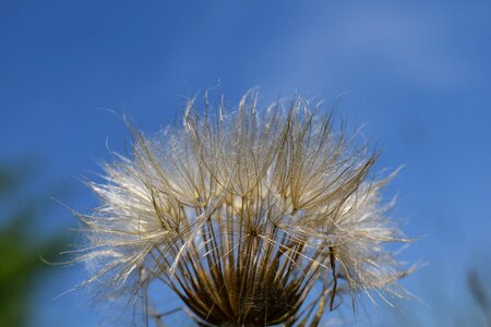 Plant flower nature