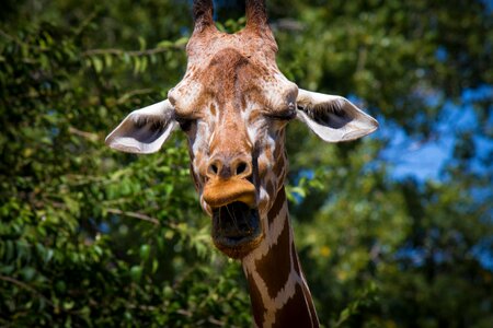 Headphones fauna long neck