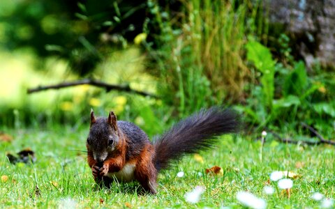 Cute nature cheeky