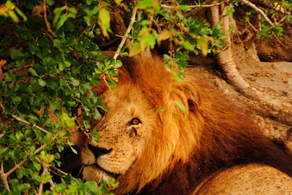 Africa animla predator