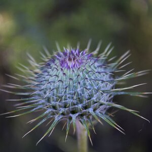 Nature floral spring