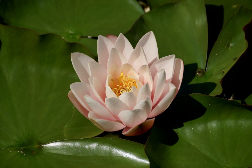 Pond aquatic plant water