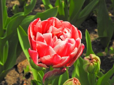 Dwarf tulip spring flower garden