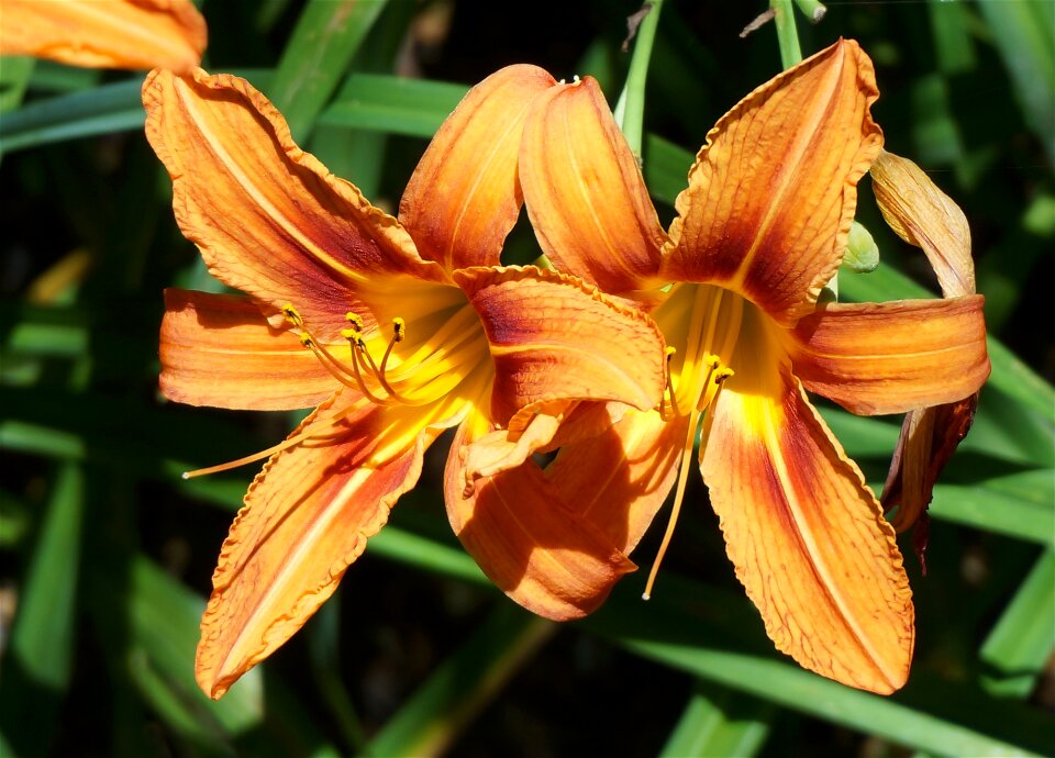 Flower blossom bloom