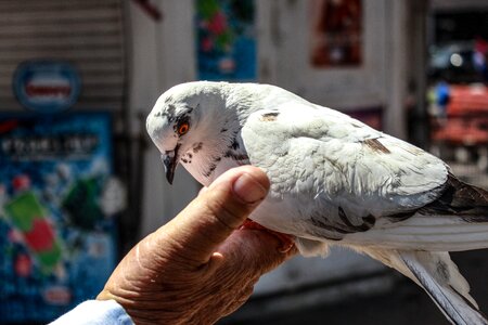 Animal palomo feathers photo