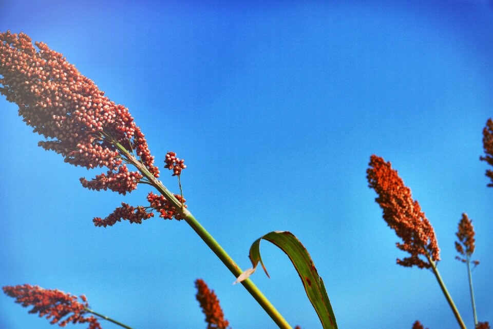 Cape aloe bitter aloe red aloe
