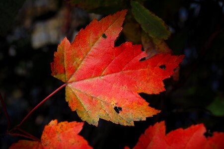 Change color fall