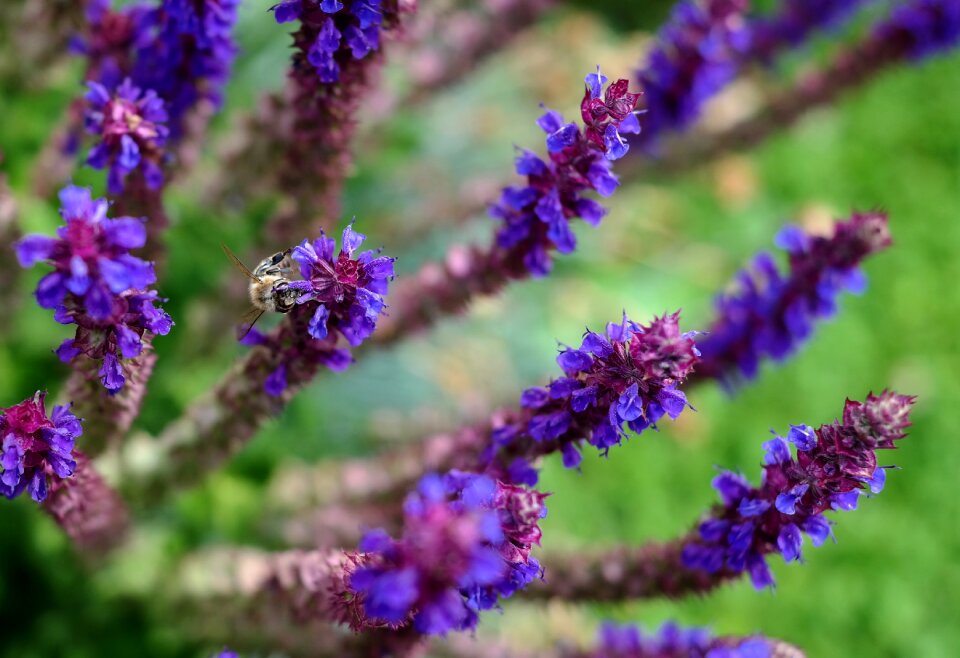 Garden bee medicinal herb