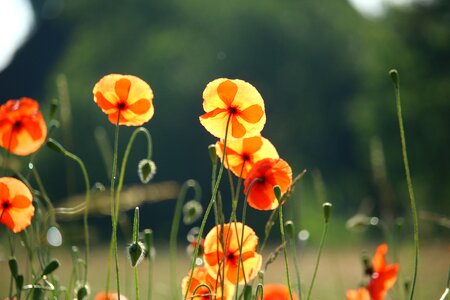 Poppy klatschmohn plant photo