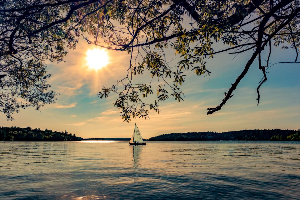 Sunshine sun tree