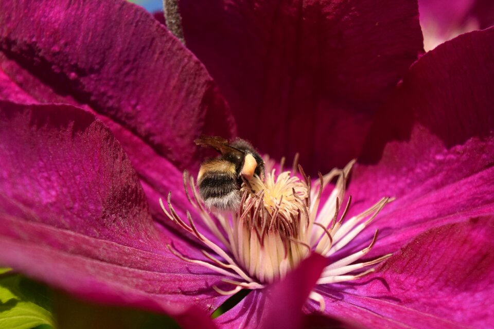 Purple insect close up