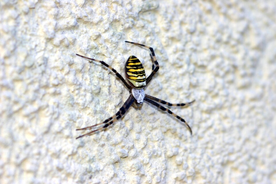 Toxic web structural plaster