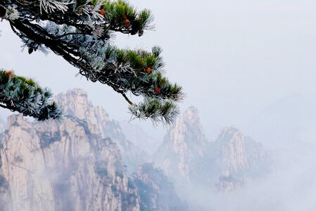 Spruce fir nature