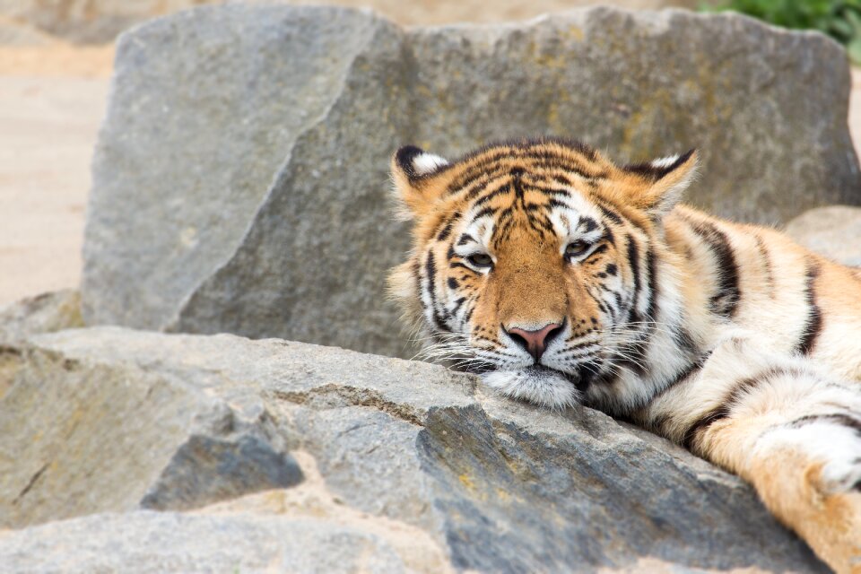 Zoo big cat animal portrait