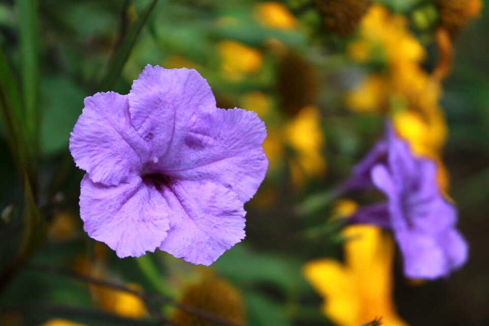 Macro botanical flower photo