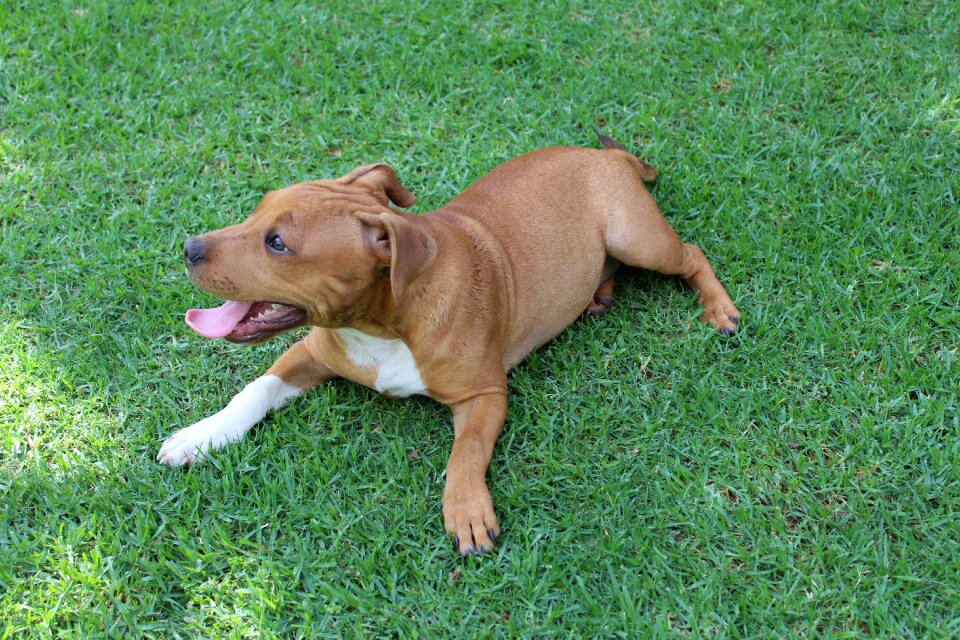 Pet animal canine