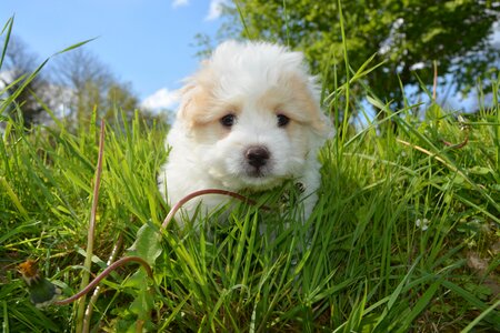White domestic animal small dog photo