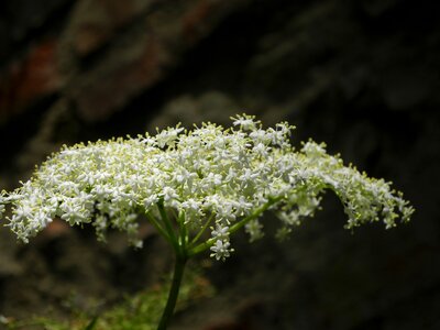 White summer nature