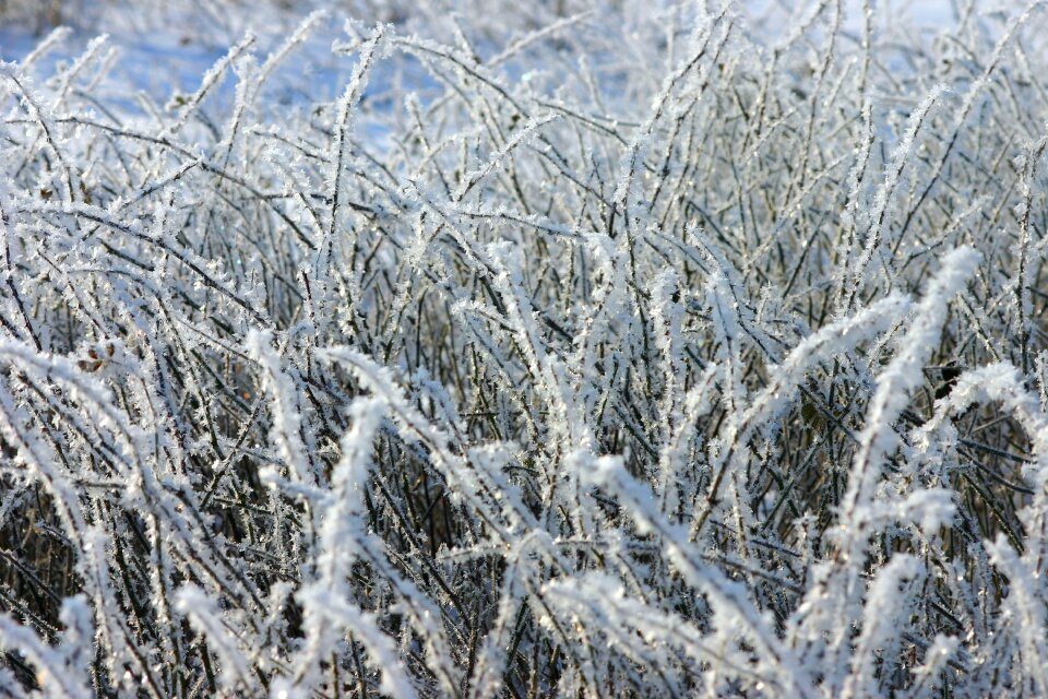 Hoarfrost icy snow photo