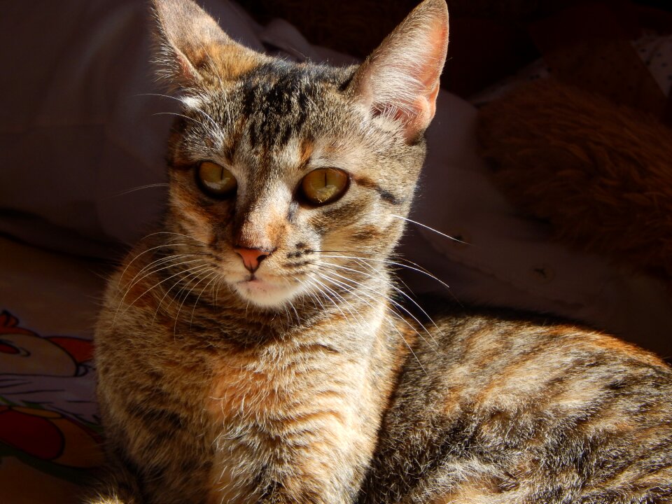 Cat pet feline