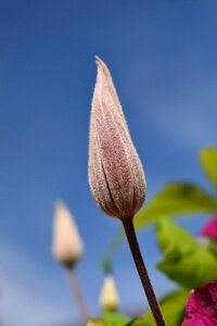 Nature flower climber plant