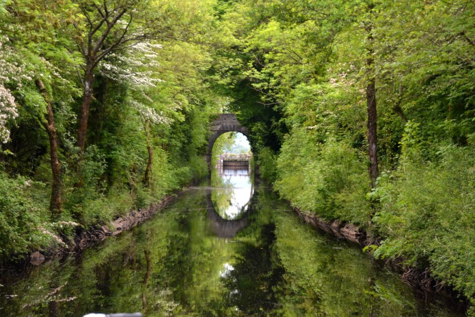 Water forest bridge