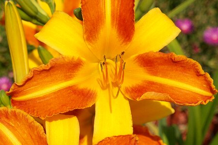 Yellow red garden