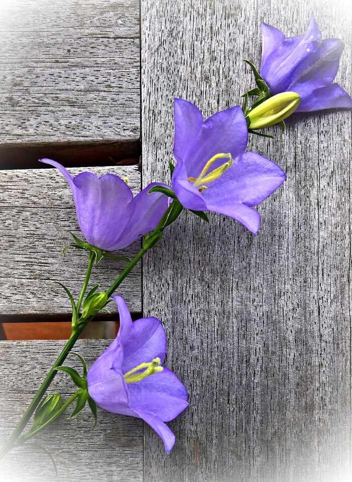 Flower panicle large flowers violet